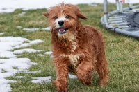 Gavin, a male Cavapoo for sale in Nappanee, IN – Photo 1 of 4