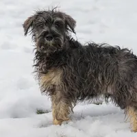 River, a male Miniature Schnauzer for sale in Nappanee, IN – Photo 1 of 3
