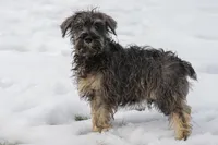 River, a male Miniature Schnauzer for sale in Nappanee, IN – Photo 1 of 3