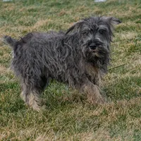 River, a male Miniature Schnauzer for sale in Nappanee, IN – Photo 2 of 3