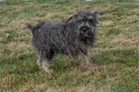 River, a male Miniature Schnauzer for sale in Nappanee, IN – Photo 2 of 3