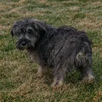 River, a male Miniature Schnauzer for sale in Nappanee, IN – Photo 3 of 3