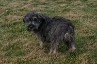 River, a male Miniature Schnauzer for sale in Nappanee, IN – Photo 3 of 3