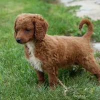 Nathan, a male Miniature Goldendoodle for sale in Nappanee, IN – Photo 3 of 3