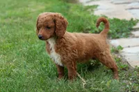 Nathan, a male Miniature Goldendoodle for sale in Nappanee, IN – Photo 3 of 3