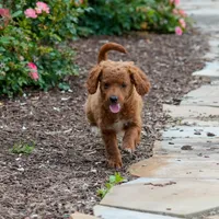 Nathan, a male Miniature Goldendoodle for sale in Nappanee, IN – Photo 1 of 3