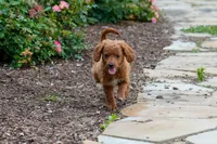Nathan, a male Miniature Goldendoodle for sale in Nappanee, IN – Photo 1 of 3
