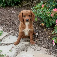 Nathan, a male Miniature Goldendoodle for sale in Nappanee, IN – Photo 2 of 3