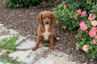 Nathan, a male Miniature Goldendoodle for sale in Nappanee, IN – Photo 2 of 3