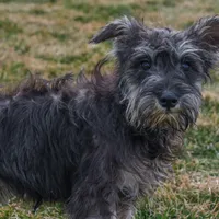 Riley, a female Miniature Schnauzer for sale in Nappanee, IN – Photo 3 of 3