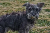 Riley, a female Miniature Schnauzer for sale in Nappanee, IN – Photo 3 of 3