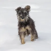 Riley, a female Miniature Schnauzer for sale in Nappanee, IN – Photo 1 of 3