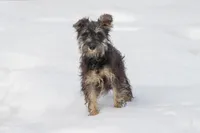 Riley, a female Miniature Schnauzer for sale in Nappanee, IN – Photo 1 of 3