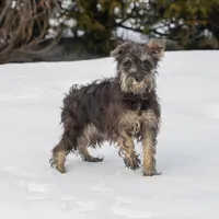 Riley, a female Miniature Schnauzer for sale in Nappanee, IN – Photo 2 of 3