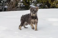 Riley, a female Miniature Schnauzer for sale in Nappanee, IN – Photo 2 of 3