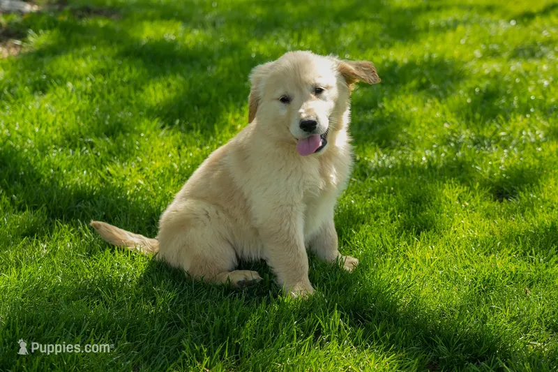 Mia – Golden Retriever puppy for sale in Nappanee, IN