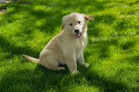 Mia, a female Golden Retriever for sale in Nappanee, IN – Photo 1 of 3