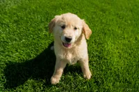 Mia, a female Golden Retriever for sale in Nappanee, IN – Photo 3 of 3