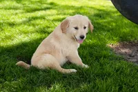 Mia, a female Golden Retriever for sale in Nappanee, IN – Photo 2 of 3