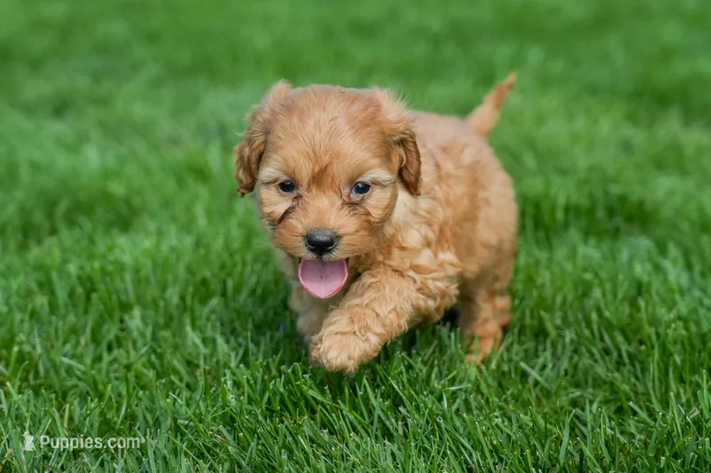Nancy – Goldendoodle puppy for sale in Nappanee, IN