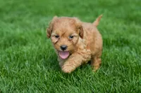Nancy, a female Goldendoodle for sale in Nappanee, IN – Photo 1 of 3