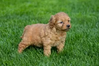 Nancy, a female Goldendoodle for sale in Nappanee, IN – Photo 2 of 3