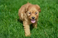 Nancy, a female Goldendoodle for sale in Nappanee, IN – Photo 3 of 3