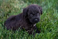 Samantha, a female Schnoodle for sale in Nappanee, IN – Photo 1 of 3