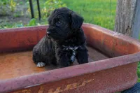 Samantha, a female Schnoodle for sale in Nappanee, IN – Photo 2 of 3