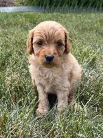 Pumpkin, a female Goldendoodle for sale in Nappanee, IN – Photo 1 of 3