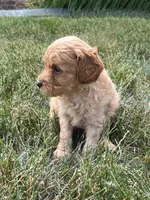 Pumpkin, a female Goldendoodle for sale in Nappanee, IN – Photo 2 of 3