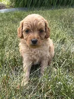 Pumpkin, a female Goldendoodle for sale in Nappanee, IN – Photo 3 of 3