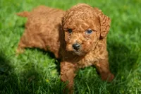 Nick, a male Goldendoodle for sale in Nappanee, IN – Photo 2 of 3