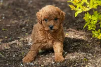 Nick, a male Goldendoodle for sale in Nappanee, IN – Photo 1 of 3