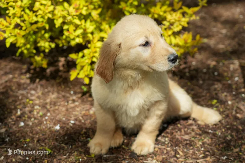 May – Golden Retriever puppy for sale in Nappanee, IN