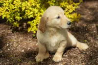 May, a female Golden Retriever for sale in Nappanee, IN – Photo 1 of 3