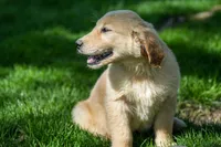 May, a female Golden Retriever for sale in Nappanee, IN – Photo 2 of 3