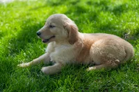 May, a female Golden Retriever for sale in Nappanee, IN – Photo 3 of 3