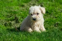 Lilly, a female Schnoodle for sale in Nappanee, IN – Photo 2 of 3