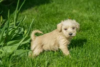 Lilly, a female Schnoodle for sale in Nappanee, IN – Photo 3 of 3
