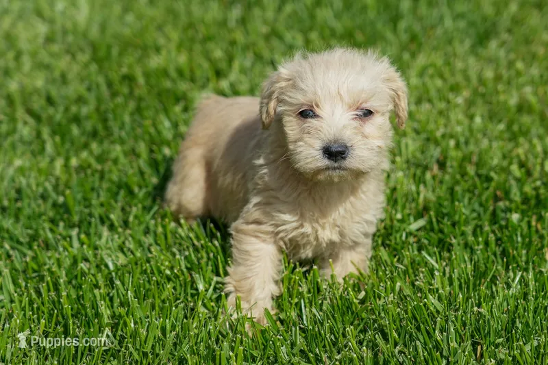 Lilly – Schnoodle puppy for sale in Nappanee, IN