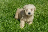 Lilly, a female Schnoodle for sale in Nappanee, IN – Photo 1 of 3
