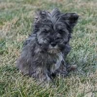 Paxton, a male Miniature Schnauzer for sale in Nappanee, IN – Photo 2 of 3