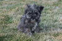 Paxton, a male Miniature Schnauzer for sale in Nappanee, IN – Photo 2 of 3
