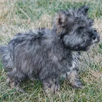 Paxton, a male Miniature Schnauzer for sale in Nappanee, IN – Photo 3 of 3