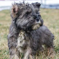 Paxton, a male Miniature Schnauzer for sale in Nappanee, IN – Photo 1 of 3