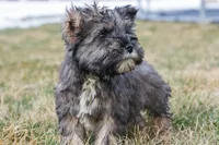 Paxton, a male Miniature Schnauzer for sale in Nappanee, IN – Photo 1 of 3