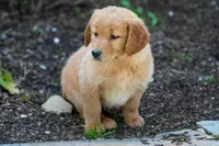 Mary, a female Golden Retriever for sale in Nappanee, IN – Photo 2 of 3