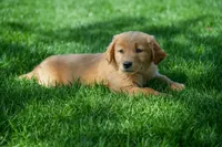 Mary, a female Golden Retriever for sale in Nappanee, IN – Photo 3 of 3