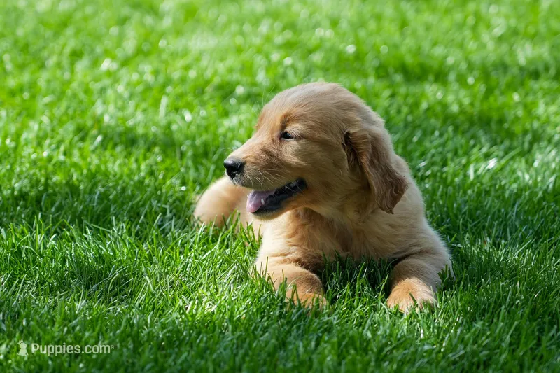 Mary – Golden Retriever puppy for sale in Nappanee, IN